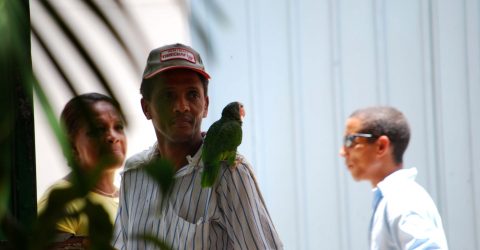 havana street – the parrot for a walk