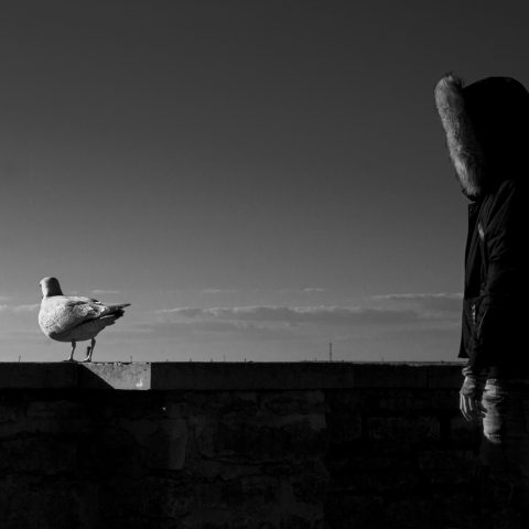A Seagull and a Young Man