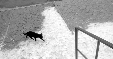 Black cat walk