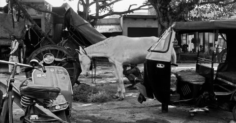 Potrait of a Scooter