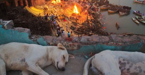 Stray dogs of Varanasi