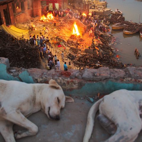 Stray dogs of Varanasi