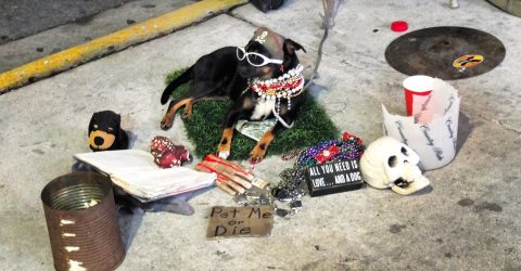 Dog with pearls