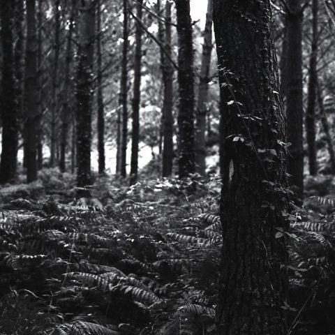 Dark wood