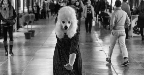 Dog Dancing