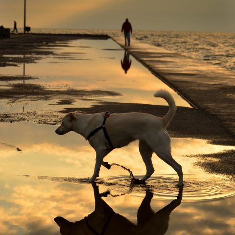 after the rain