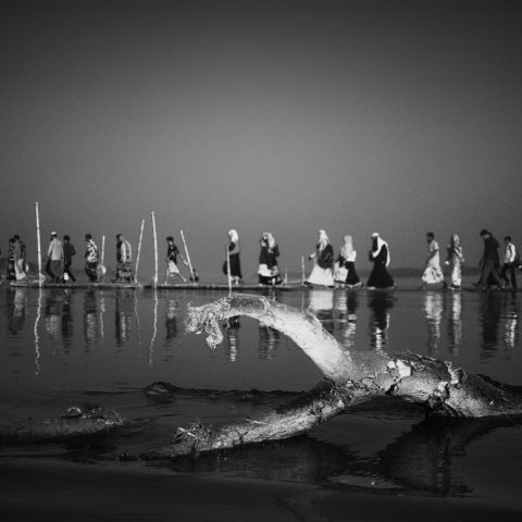 Dead tree