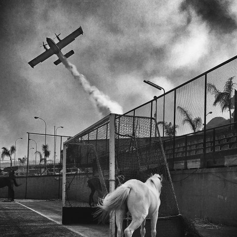Horse and Canadair