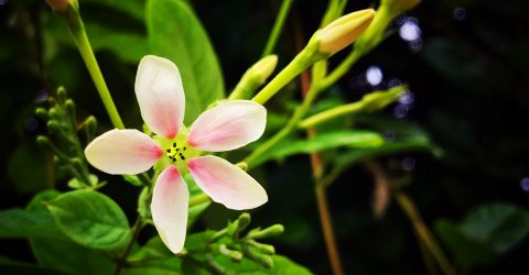 Street flower