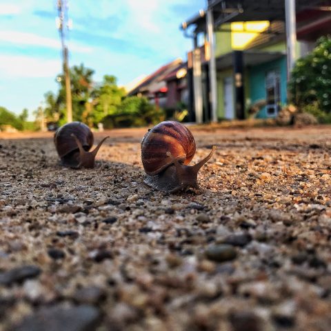 Snail Off Road Race