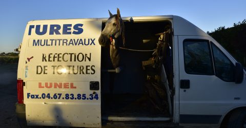 Horse in car