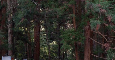Into the woods