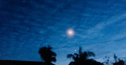 Trees under the moon