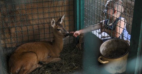 BOY AND DEER