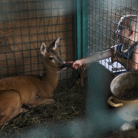 BOY AND DEER