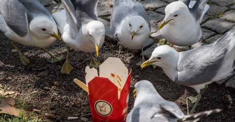Chinese take away