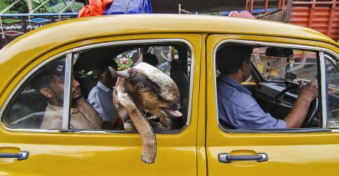 Joy ride