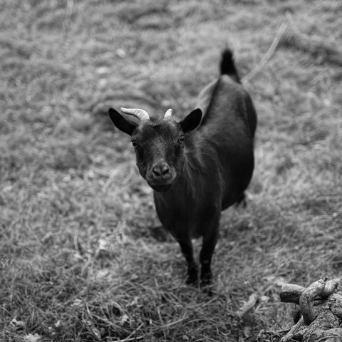 Regard