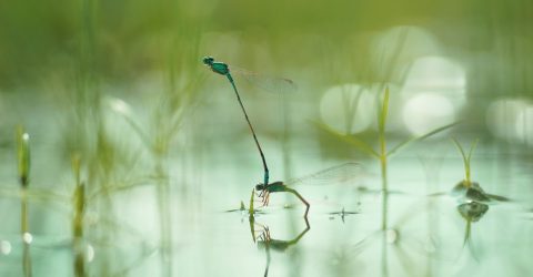 Marriage damselflies on water