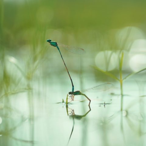 Marriage damselflies on water