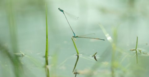 Damselflies are cool to plant eggs