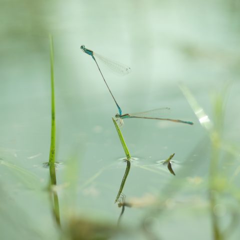 Damselflies are cool to plant eggs