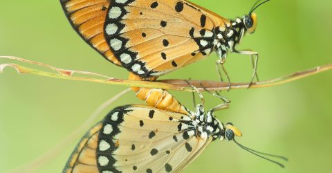 Two butterflies that are cool to mate