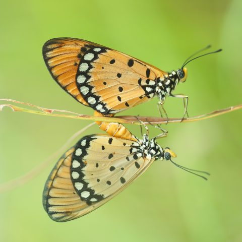 Two butterflies that are cool to mate