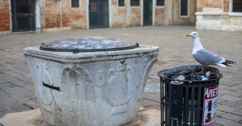 The Seagull and the trash bin