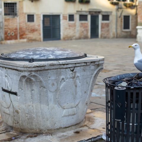 The Seagull and the trash bin