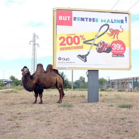 camel and advertising
