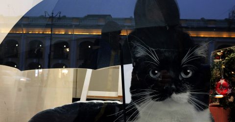 reflection in the window