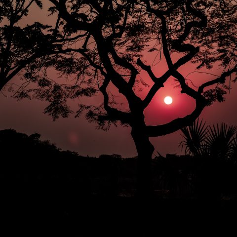 nature Love