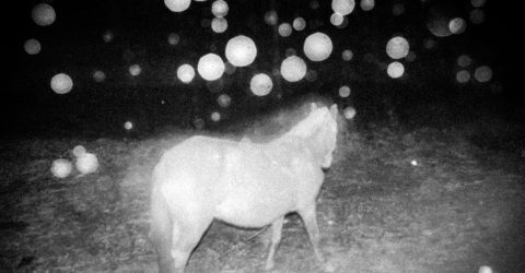 Horse from heaven