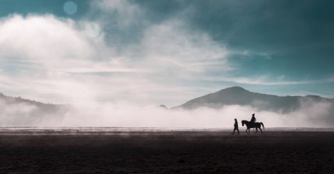 Wandering horse