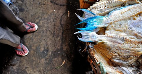 Foot and tail