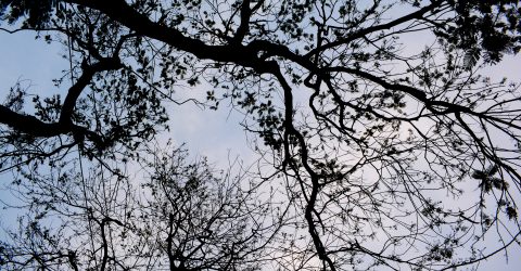Patterns of nature