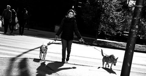 The story of two dogs