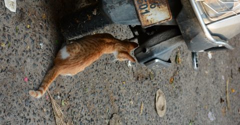Cat that squats for heat