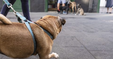 Dogs