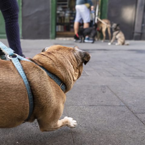 Dogs