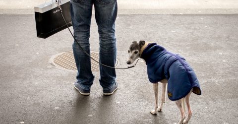 Cold whippet