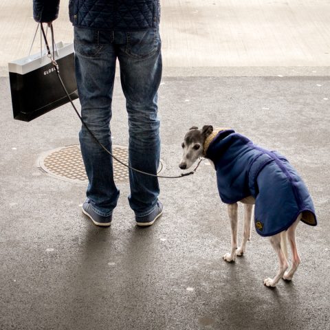 Cold whippet