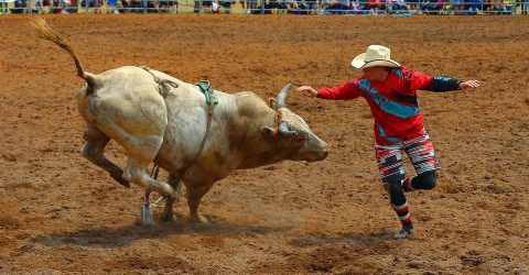 Dancing with the bull