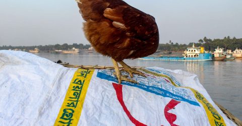 Animal In Street