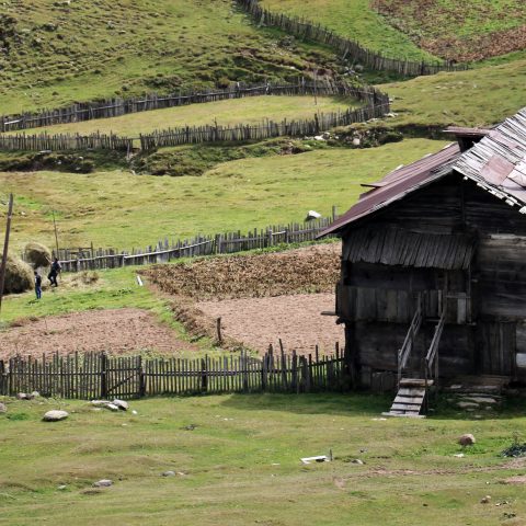 Haymaking