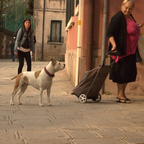 a Lady and a dog