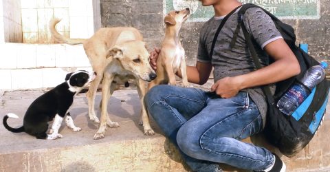 Animal lover