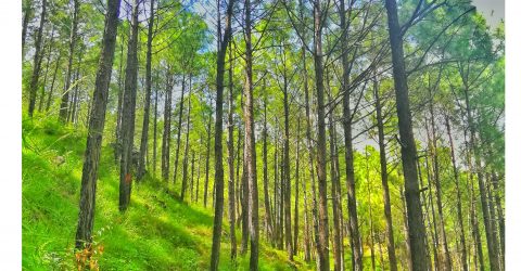 Trees & nature