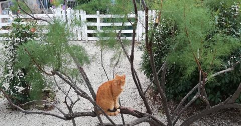 Hidden tiger